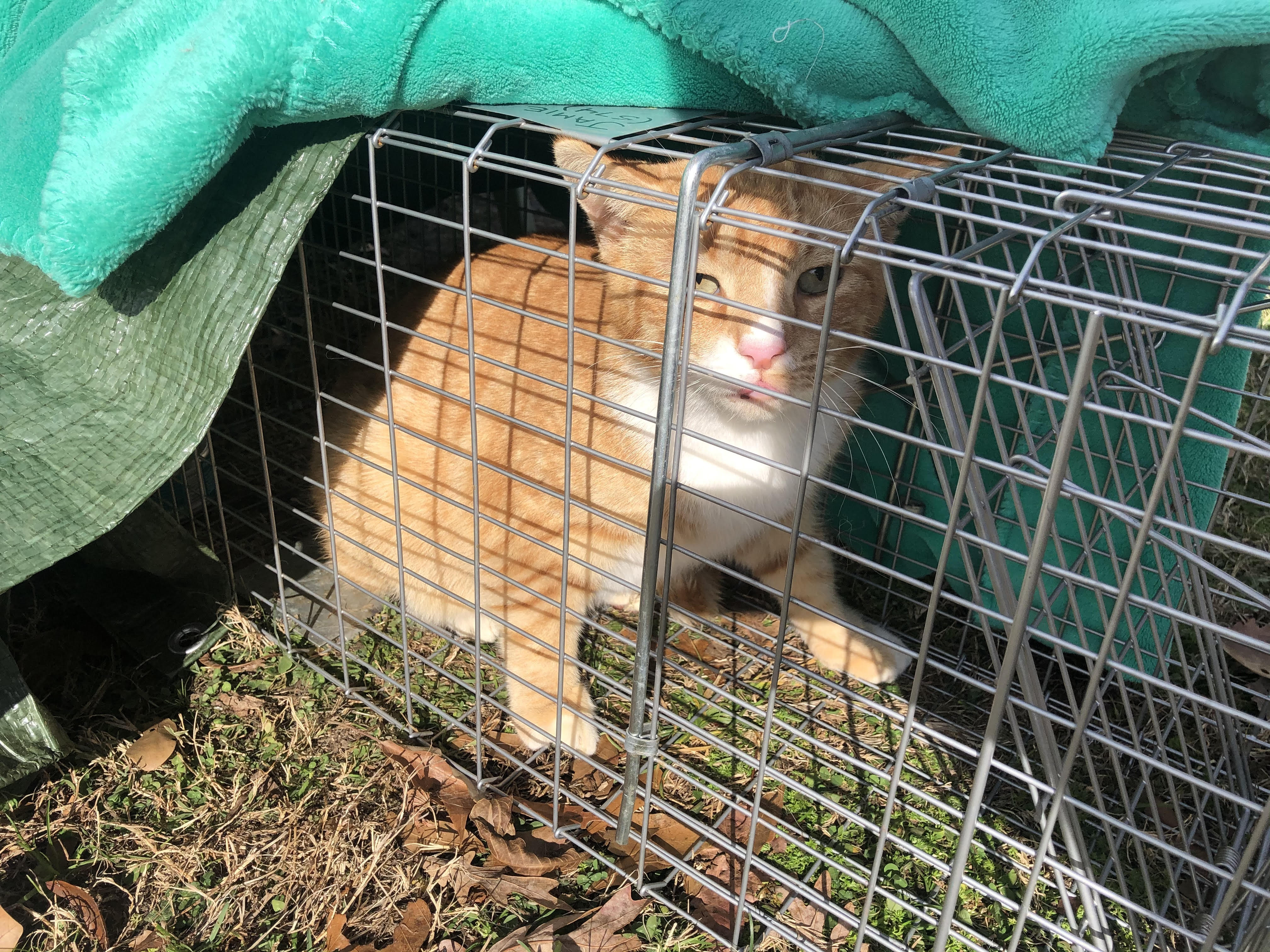 Cat Trap Depot – A donation-based humane cat trap rental program for the  Spartanburg, SC community.